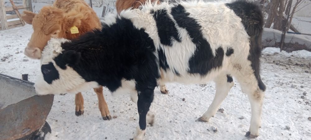 Продам телочку продам