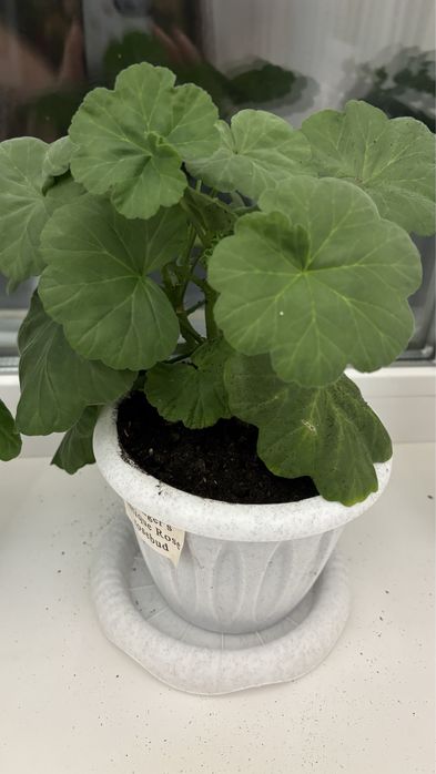 Пеларгония сортовая Australian pink rosebud