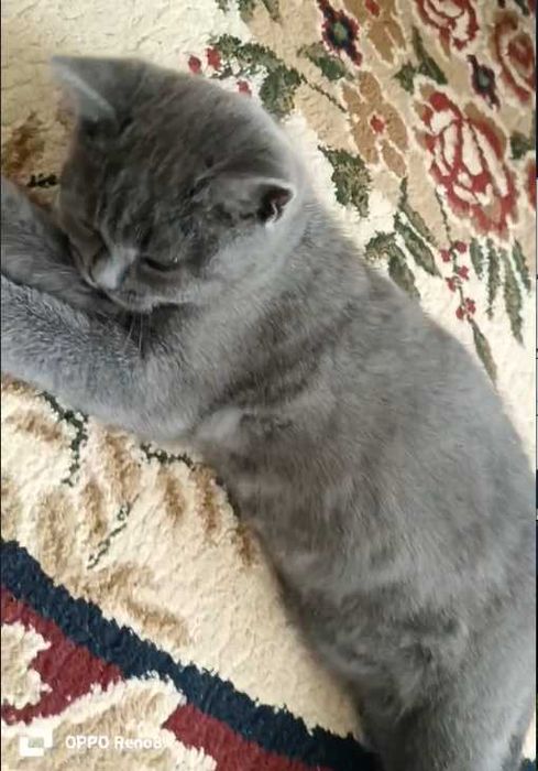 Кот скотиш страйт