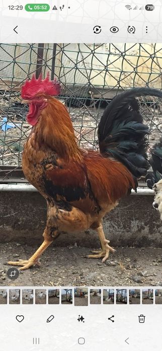 Петухи на продажу