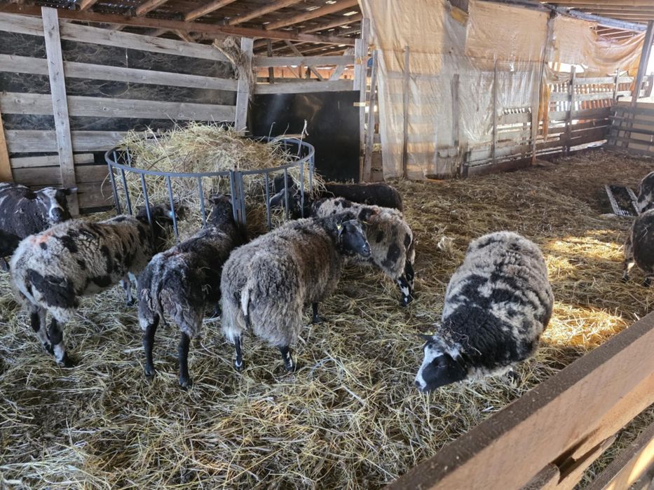 Vănd oi texel cu certificat de origine