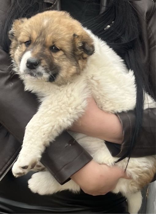 Алабай сатылады девочка