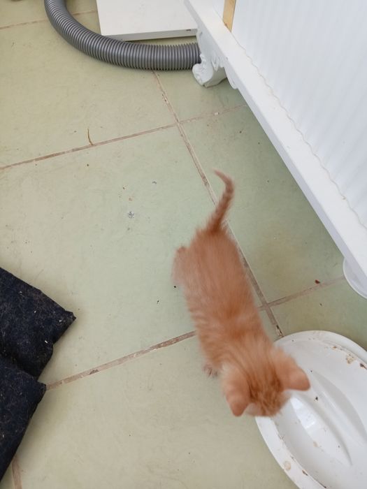 Сары мысыктар 1 айлык 3 еу