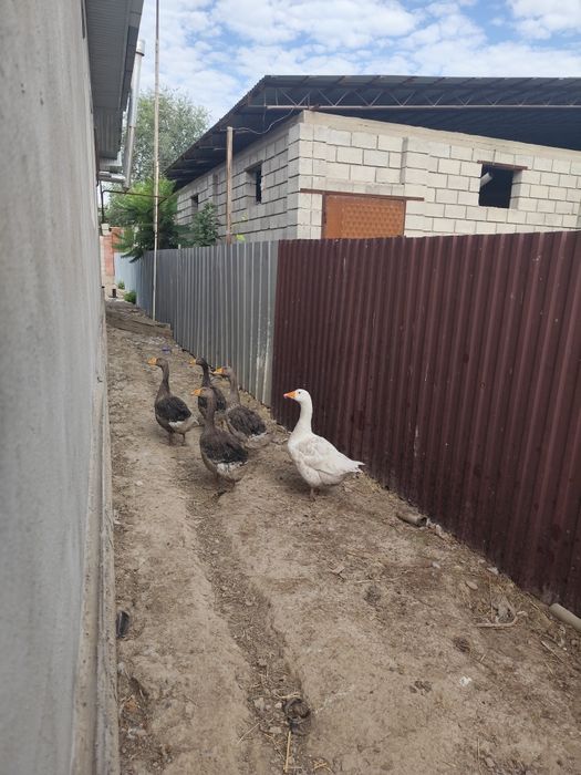 Продам гусей молодые