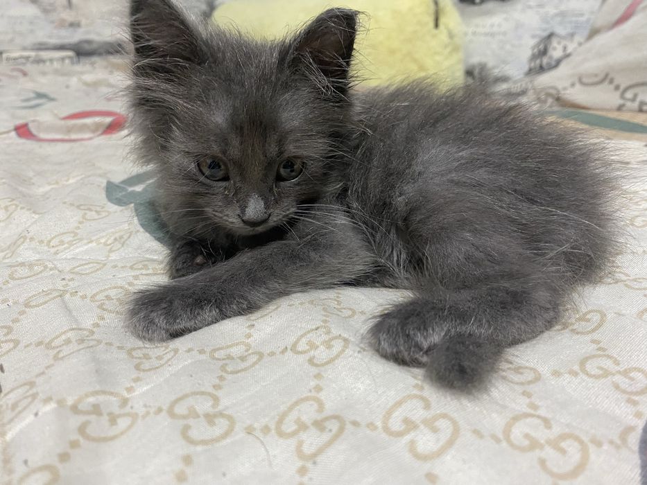 Котята шиншилы 2 шт серый и рыжий