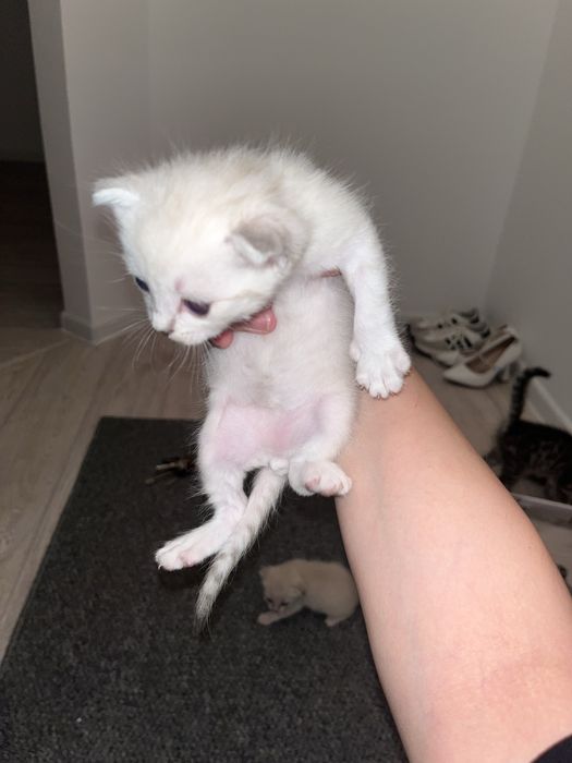Отдам бесплатно! Желательно в добрые руки которые любящих кошок