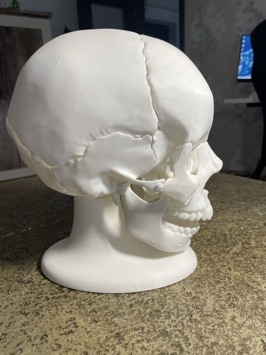 Craniu anatomic uman mărime reală
