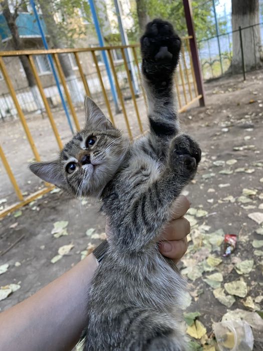 Отдам котят в добрые руки