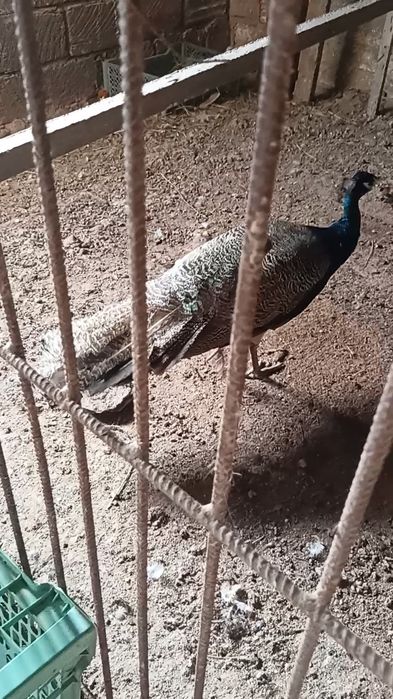 Павлин мальчик продам