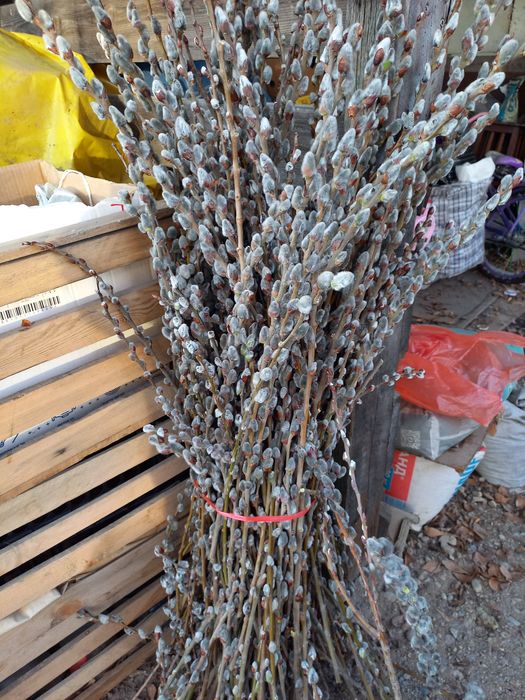 Верба свежая срез 2026г