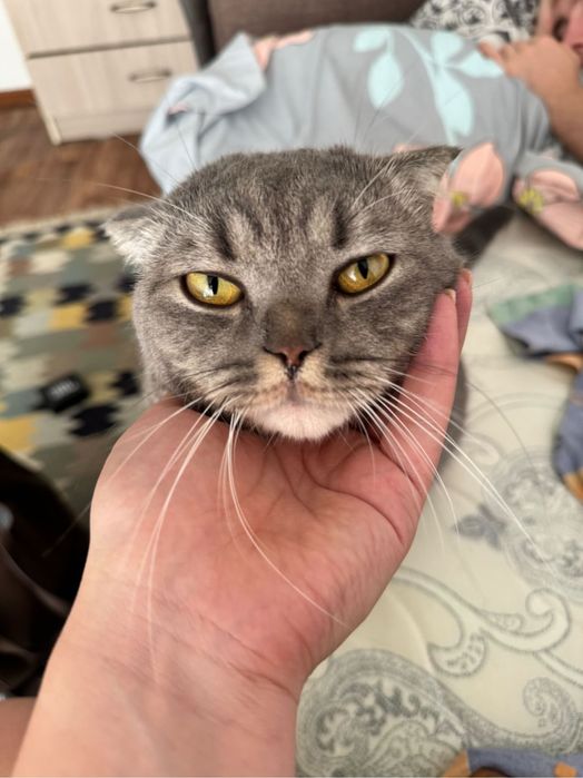 Вислоухий шотландский кот