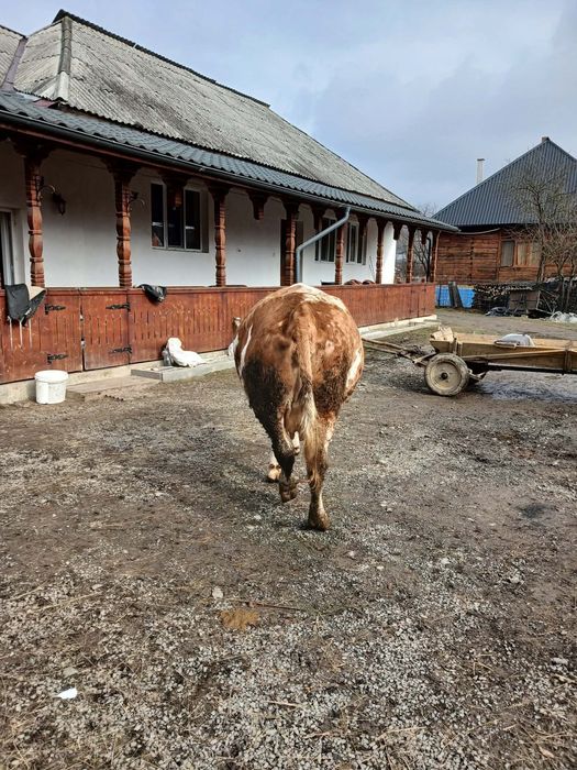 Vând vaca gestantă