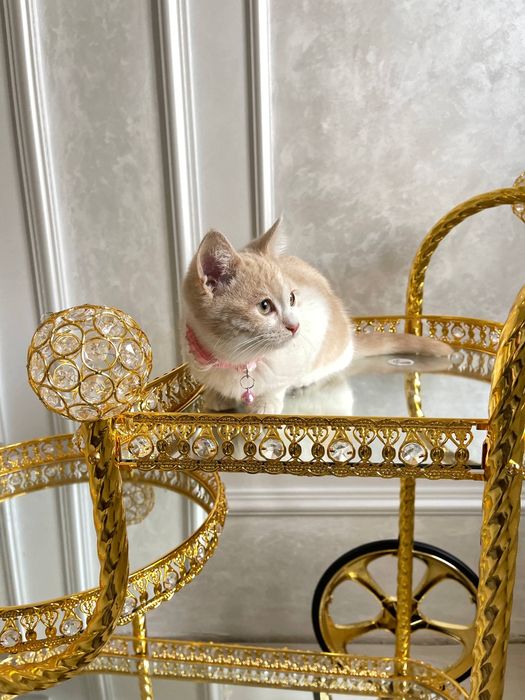 Assalomu aleykum Xadiya Mushuk