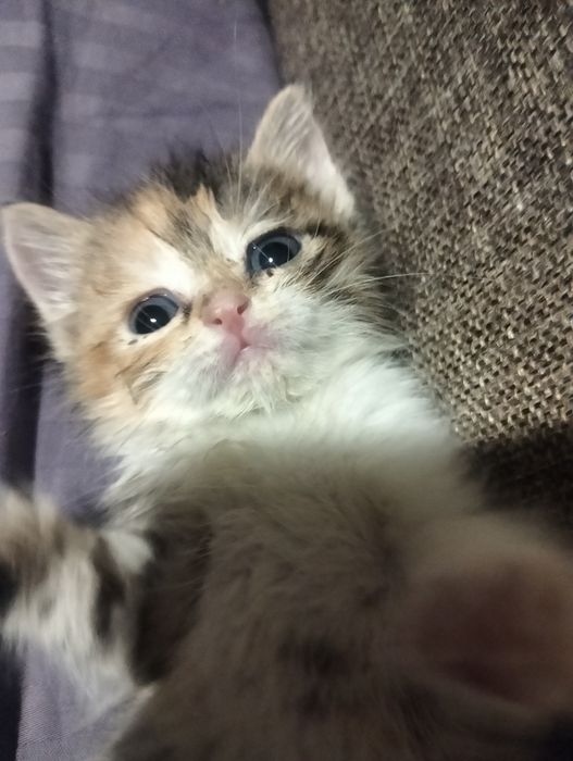 Милых котят отдам
