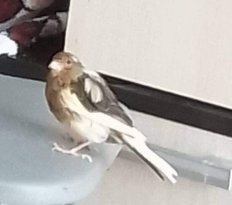 СРОЧНО! Конарейка 2,5 года