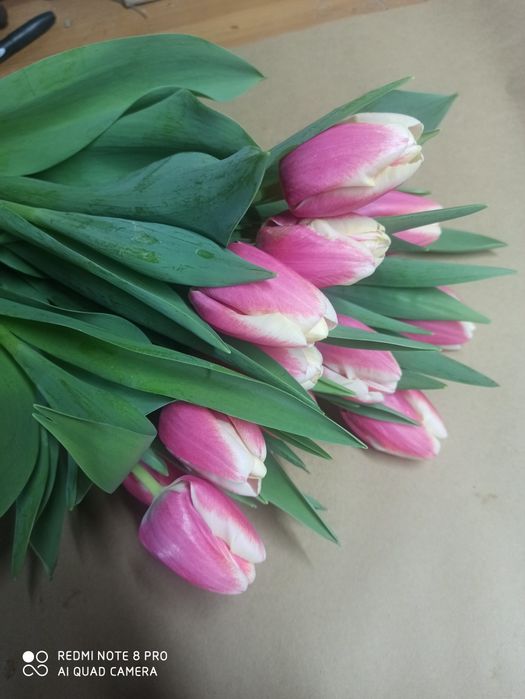 Тюльпаны оптом и в розницу букеты на 8марта