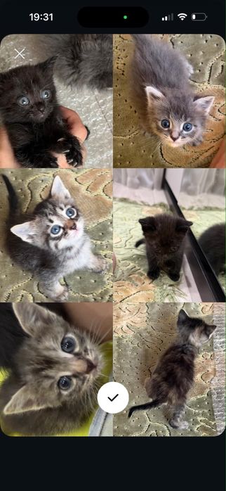Отдаем котят в г Актау