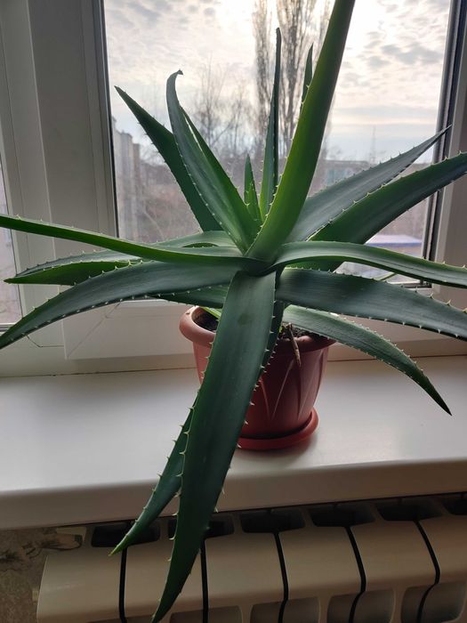 Алоэ Вера, 1,5 года