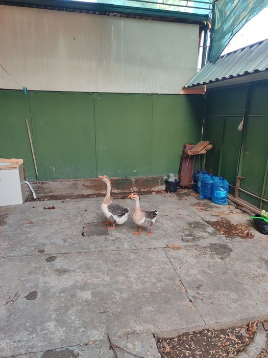 Продаю гусей домашних