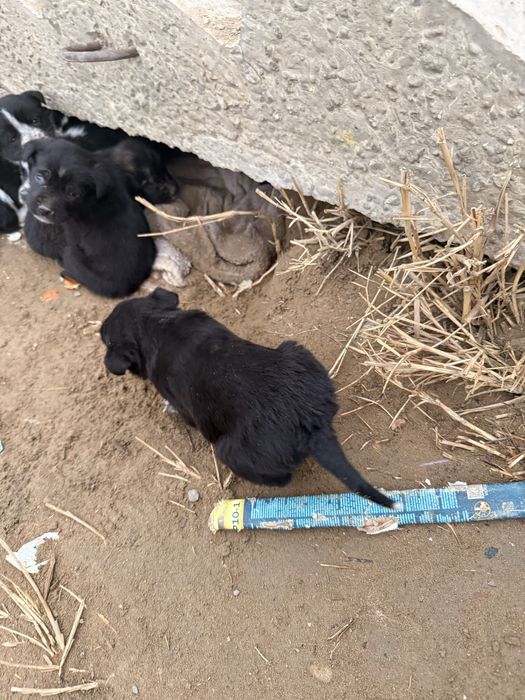 Сатылады 7 күшік