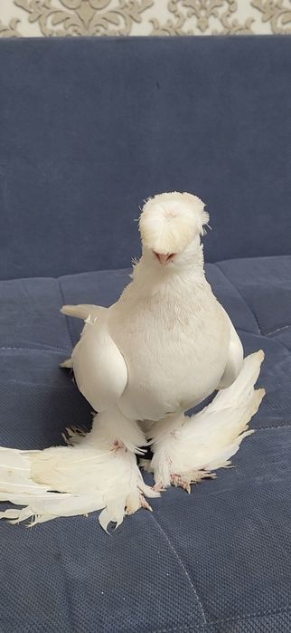 Голуби валерный..