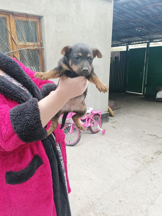 Отдам в заботливые руки