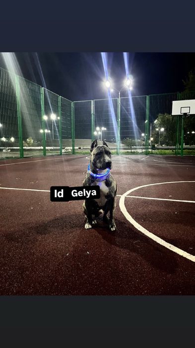 Ищем невесту!не отдаем