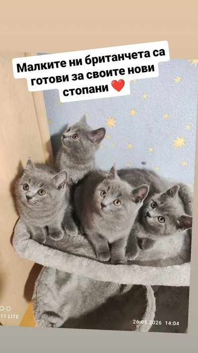Нов дом на котенца
