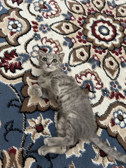 Котенок в хорошие руки
