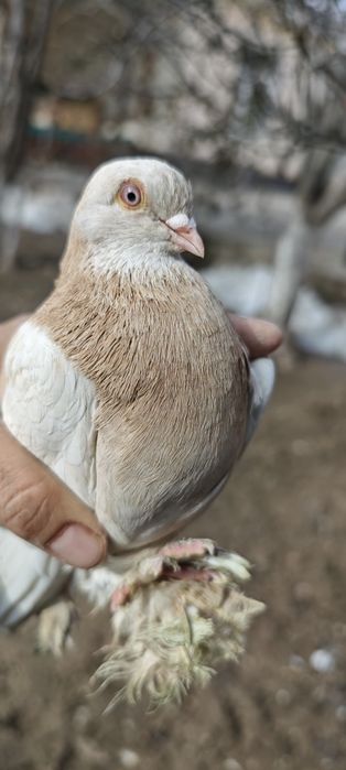 Продам голубей с хорошей игрой