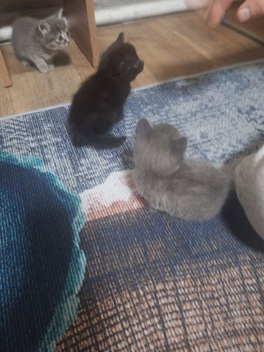 Отдам в добрые руки котят