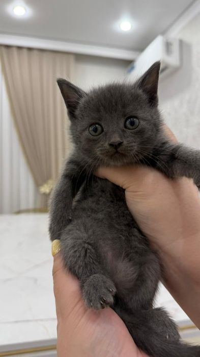 Котенок даром хороший руки