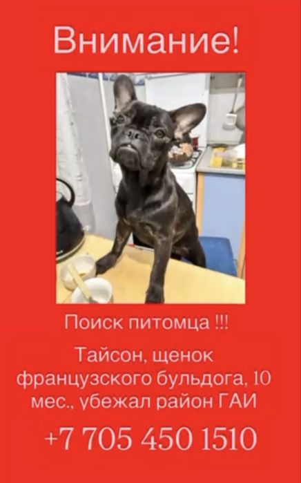 Французский бульдог