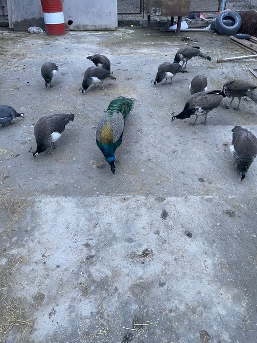 Павлин еркегіде ұрғашысыда бар