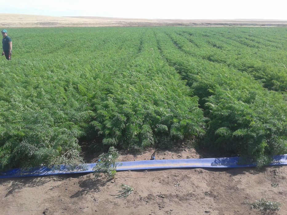 Капельное орошение