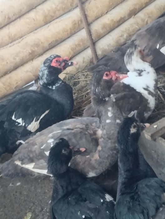 Утки Индаутки Продаются