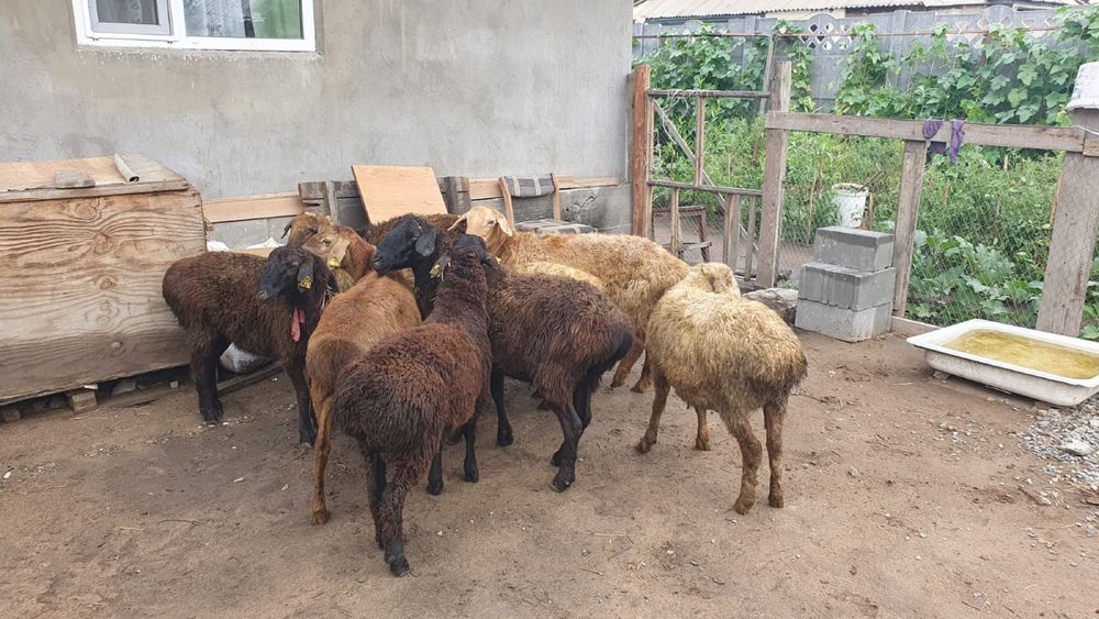 Продам жирных баран в городе