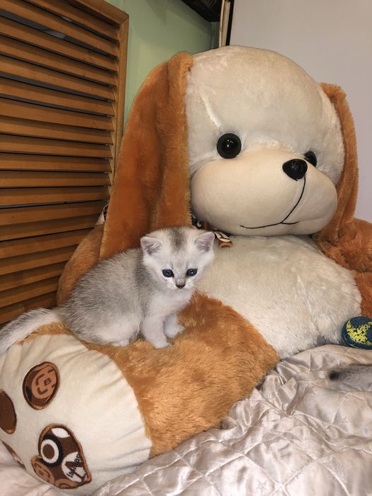 Шиншилловые котики