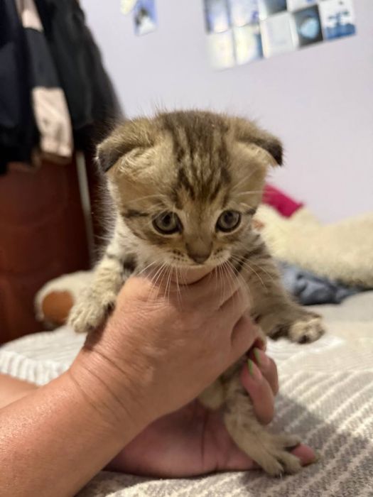 Вислоухие котята