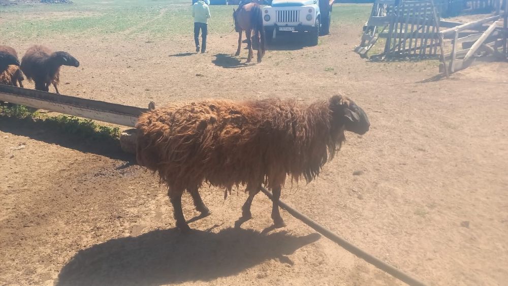 Қошқар сатылады