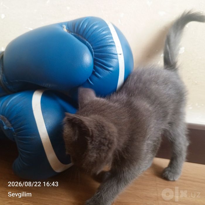 Mushuk zoti skottish strayt