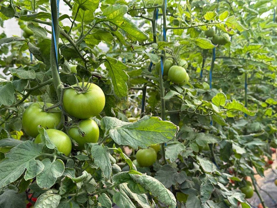 Parnik, teplisa, issiq’xona, Termiz Uchqizil