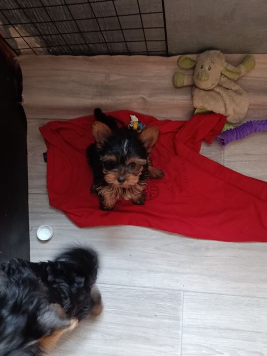 Йоркширский терьер