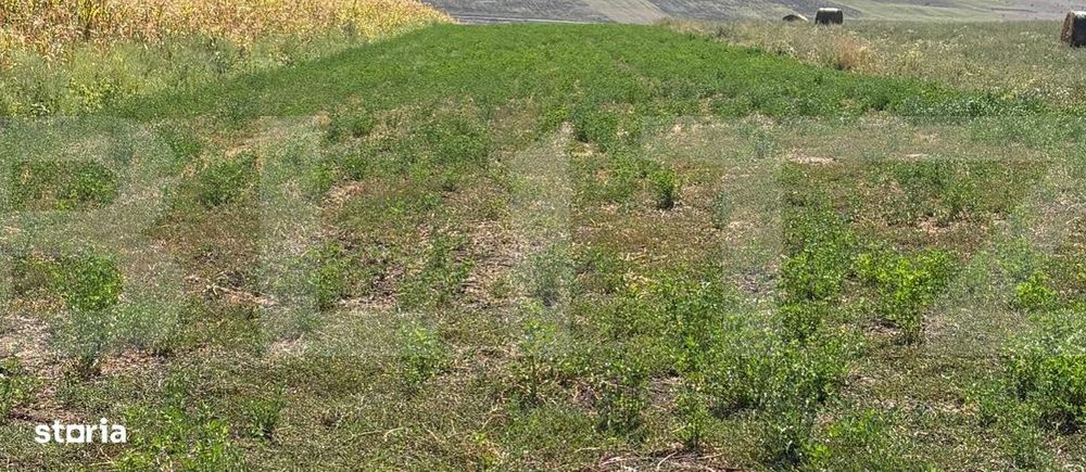 Teren extravilan de vanzare, 5.200 mp, zona Zaicesti
