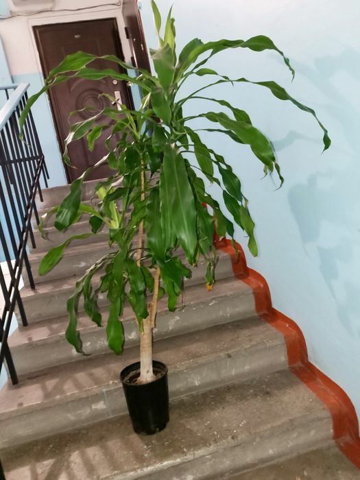 Драцена Фрагранс крупная