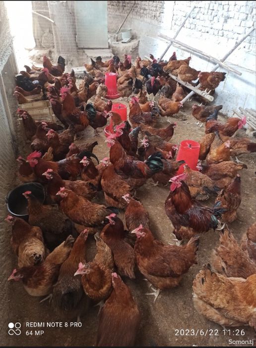 Ханхяп Hanxyp жўжалар сотиллади тозза зот Ота онаси кореядан