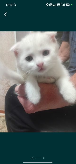 Продам котят вислоухие