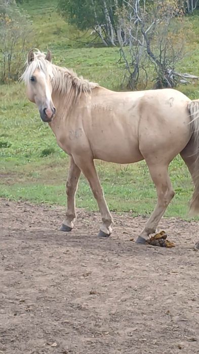 Айғыр сатылады 7жасар