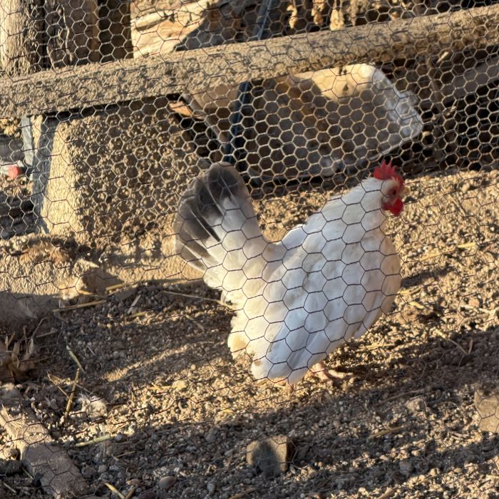 Мини петел и кокошка