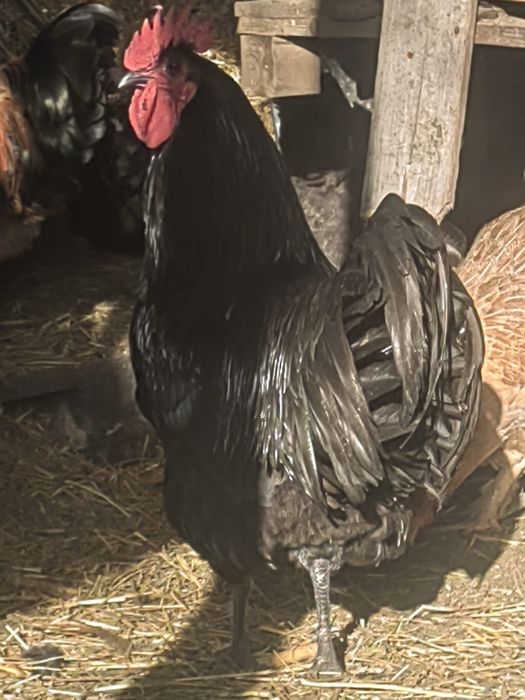 Vand oua de gaini australop